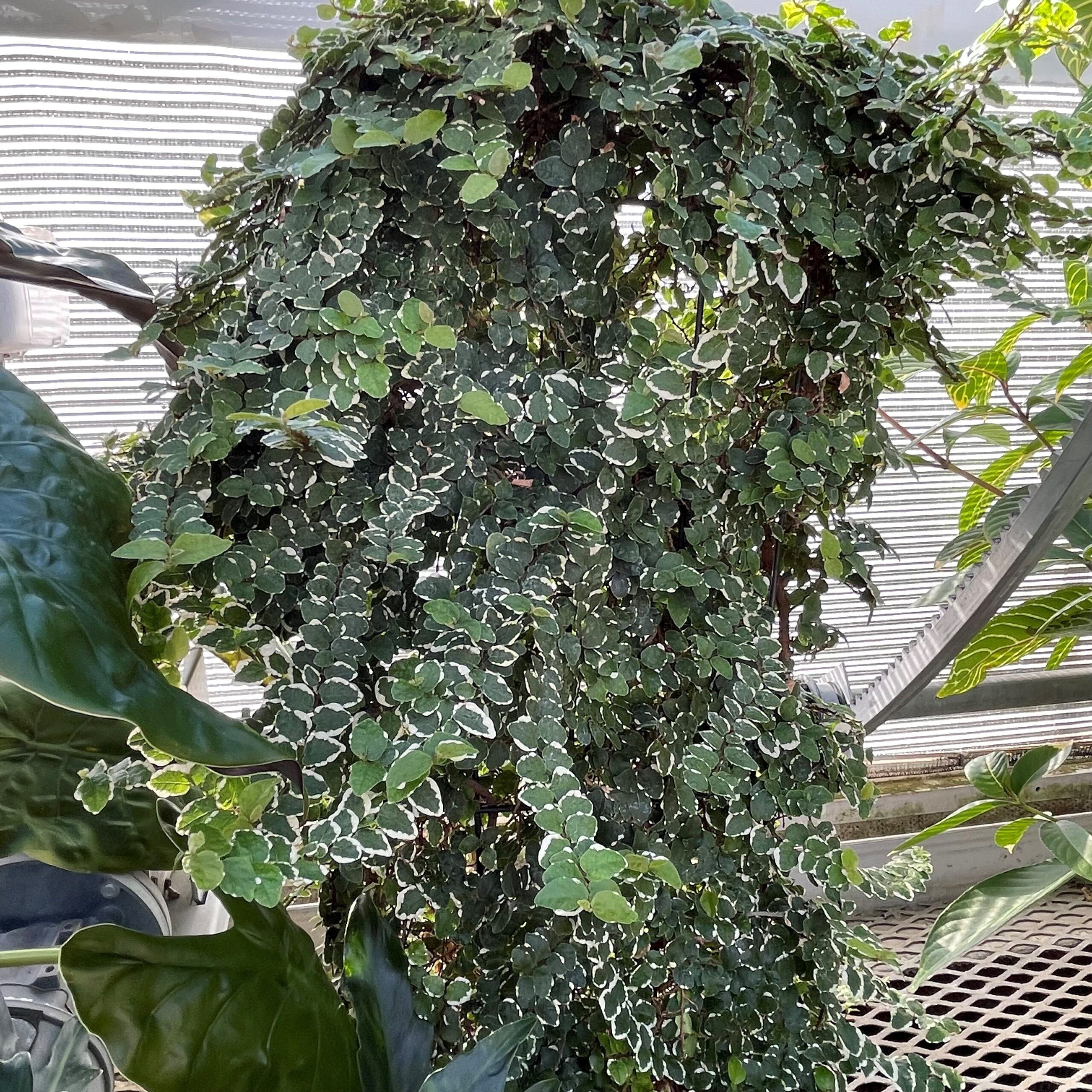 Ficus pumila 'Variegata' - Variegated Creeping Fig (4.5